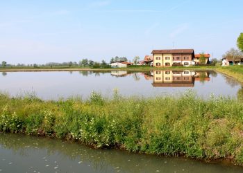 Risaia in Lomellina, dove è stata attivata la prima sperimentazione TEA in Lombardia. Per le Tecniche di Evoluzione Assistita votobfavorevole della Commissione Ambiente del Parlamento europeo