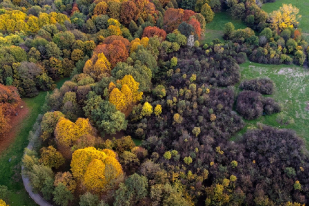 In foto il Bosco delle Querce di Seveso e Meda (Monza) riconosciuto come marchio del patrimonio europeo