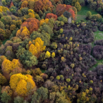 In foto il Bosco delle Querce di Seveso e Meda (Monza) riconosciuto come marchio del patrimonio europeo