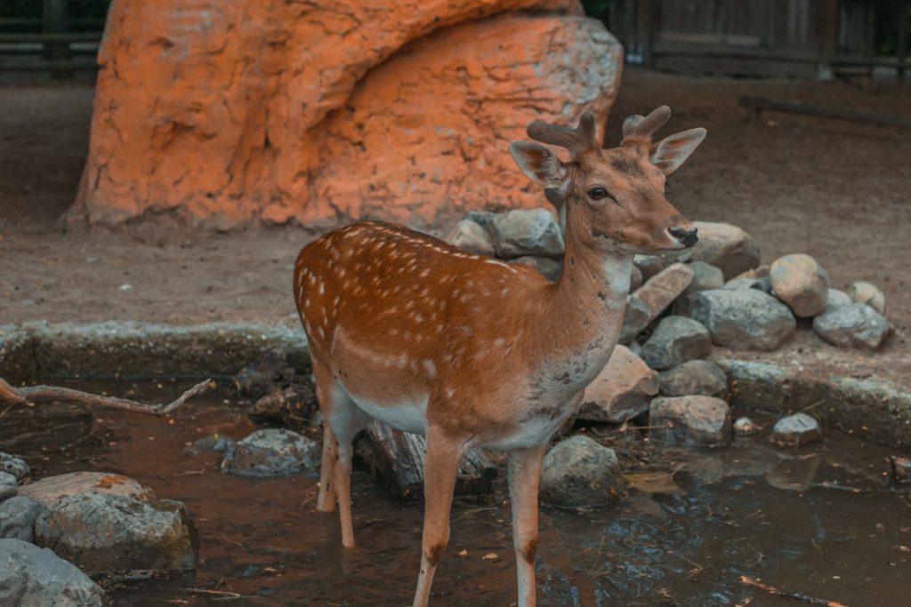 Regione Lombardia mette a disposizione fondi per 510.000 euro per le attività dei Cras strutture per il soccorso e cura della fauna selvatica. In foto un capriolo in un parco a Voghera PV.