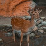 Regione Lombardia mette a disposizione fondi per 510.000 euro per le attività dei Cras strutture per il soccorso e cura della fauna selvatica. In foto un capriolo in un parco a Voghera PV.