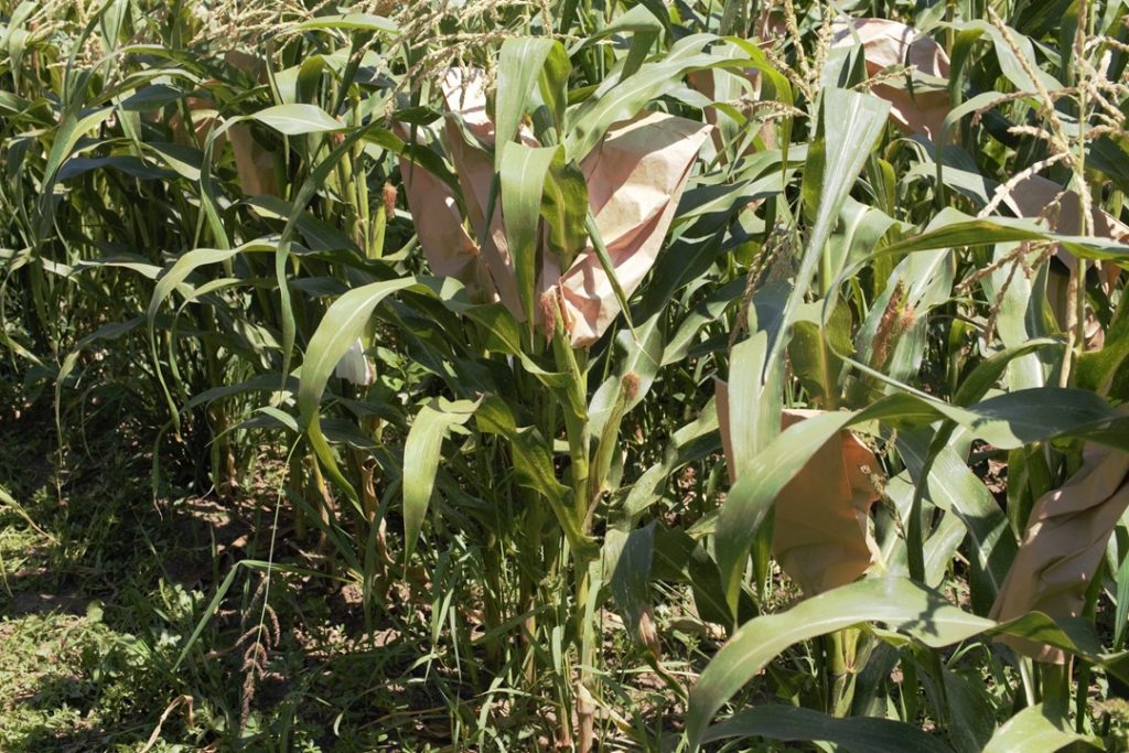 Una coltivazione del Mais di Suzzara, una delle specie dell'agricoltura lombarda che è entrata a far parte dell'Anagrafe nazionale della biodiversità (foto Crea)