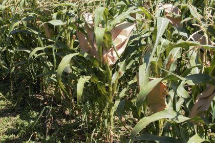 Una coltivazione del Mais di Suzzara, una delle specie dell'agricoltura lombarda che è entrata a far parte dell'Anagrafe nazionale della biodiversità (foto Crea)