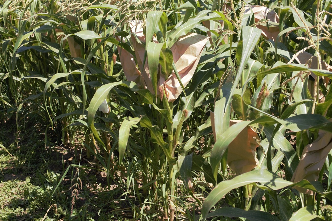 Una coltivazione del Mais di Suzzara, una delle specie dell'agricoltura lombarda che è entrata a far parte dell'Anagrafe nazionale della biodiversità (foto Crea)