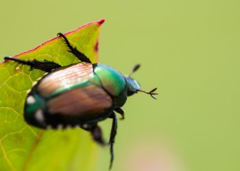 Popillia japonica, uno degli insetti nocivi contro i cui danni Regione Lombardia stanzia 6,2 milioni per le imprese della frutticoltura e florovivaistiche