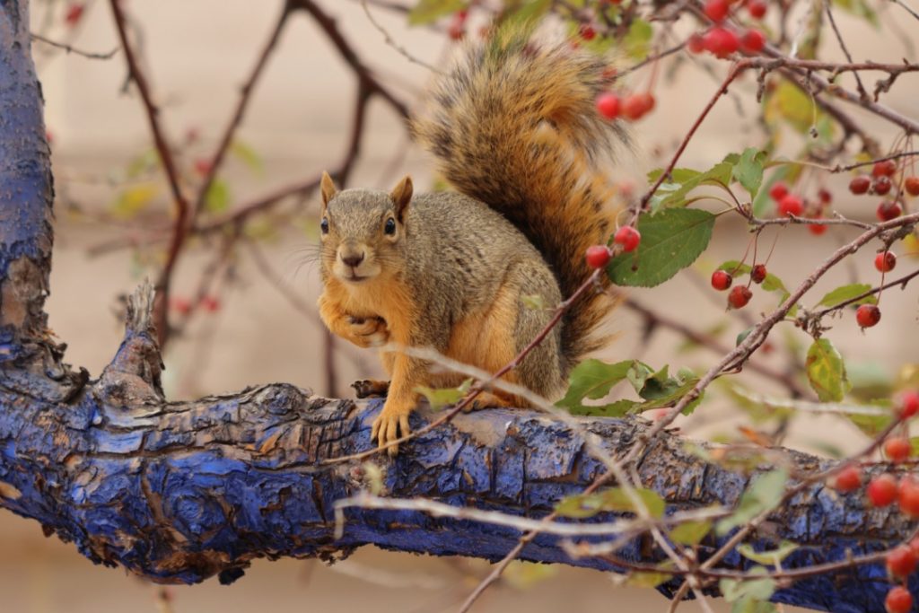 Regione Lombardia mette a disposizione fondi per 510.000 euro per le attività dei Cras strutture per il soccorso e cura della fauna selvatica. In foto scoiattolo su un albero con corteccia viola e bacche rosse.