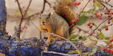 Regione Lombardia mette a disposizione fondi per 510.000 euro per le attività dei Cras strutture per il soccorso e cura della fauna selvatica. In foto scoiattolo su un albero con corteccia viola e bacche rosse.
