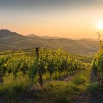 In Lombardia si possono presentare domande per ristrutturazioni e riconversioni di vigneti nell'ambito della campagna 2026-2027 per produzioni DOP e IGP