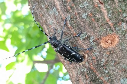 Esemplare di tarlo asiatico