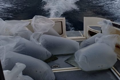 I piccoli coregoni pronti per il ripopolamento nei laghi di Garda e Iseo