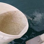 Immissione di 33 milioni di coregoni nei laghi di Garda e Iseo