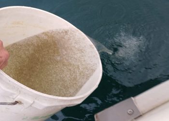 Immissione di 33 milioni di coregoni nei laghi di Garda e Iseo