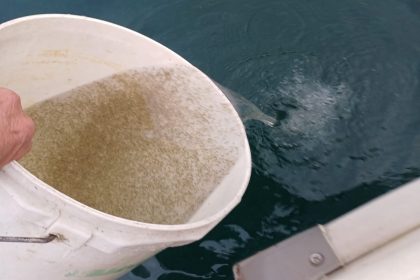 Immissione di 33 milioni di coregoni nei laghi di Garda e Iseo