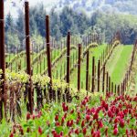 Nel bando SRA 2026 in Lombardia attenzione al sostegno, tra le altre, alle cover crops