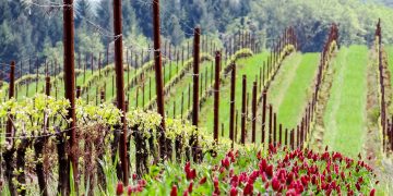 Nel bando SRA 2026 in Lombardia attenzione al sostegno, tra le altre, alle cover crops