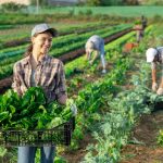 Il ricambio generazionale per l'agricoltura è sostenuto, per favorire i giovani, da Regione Lombardia
