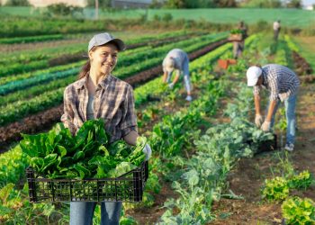 Il ricambio generazionale per l'agricoltura è sostenuto, per favorire i giovani, da Regione Lombardia