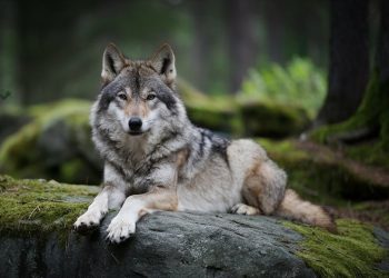 Avvistamenti lupi, Beduschi: segnalare presenza, seguire regole