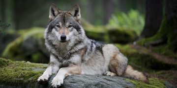 Avvistamenti lupi, Beduschi: segnalare presenza, seguire regole