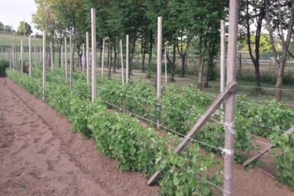 Una coltivazione del pisello precoce di Miradolo Terme, una delle specie dell'agricoltura lombarda che è entrata a far parte dell'Anagrafe nazionale della Biodiversità (foto Crea)