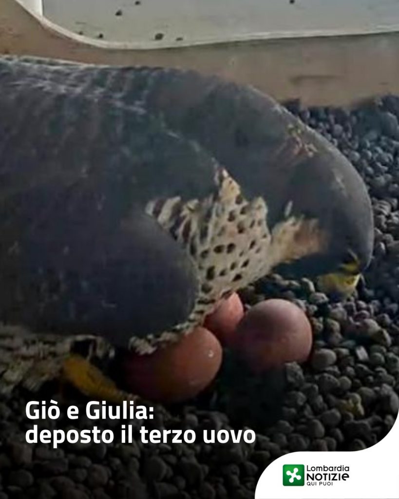 #Gio&Giulia
A Palazzo Pirelli Giulia ha deposto il terzo uovo. 
Al suo fianco, come sempre, c’è Giò. I nostri due falchetti, dunque, continuano a regalarci emozioni.
Puoi sempre osservare Giò&Giulia in diretta dalle nostre webcam!

#lombardianotizieonline #falchipellegrini