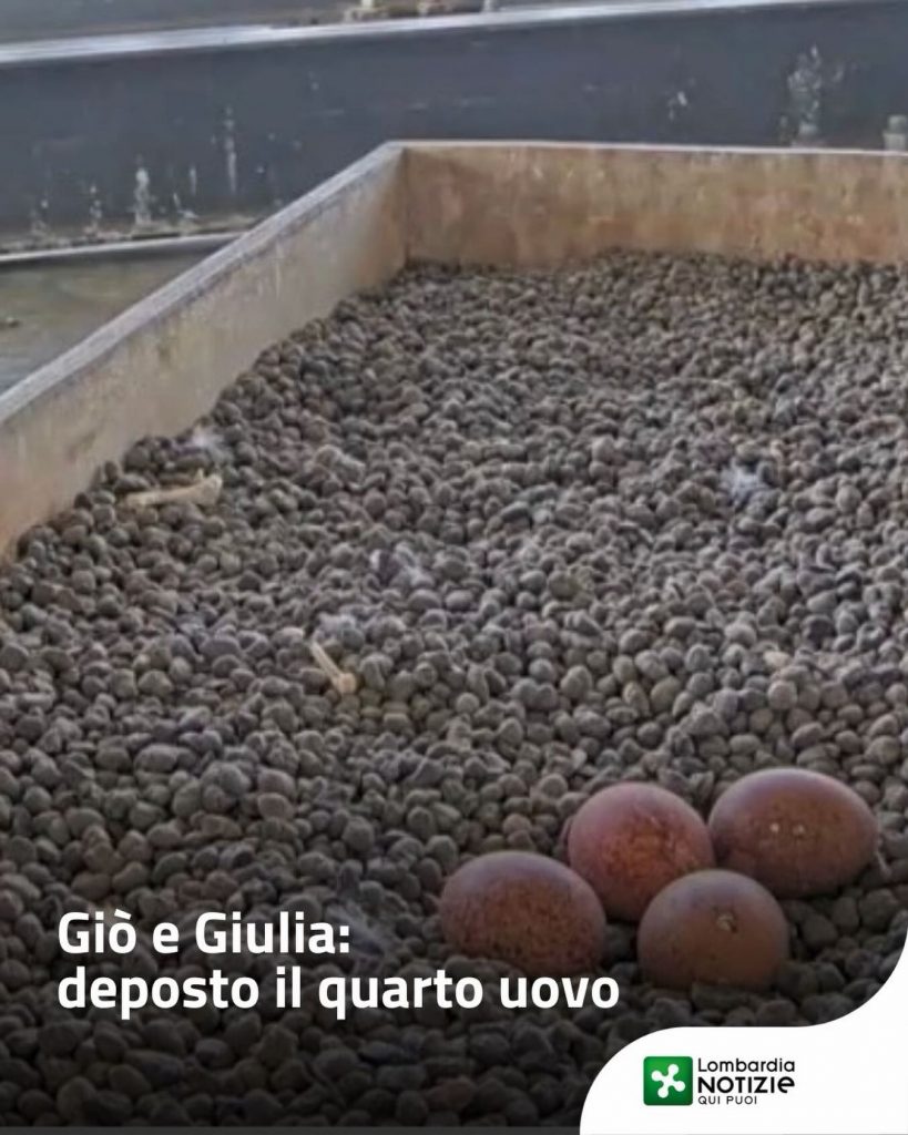 #Giò&Giulia
Verso le 02:00 di notte Giulia ha deposto il quarto uovo.
Resta aggiornato dalle nostre webcam.

👉🏻 Vai al link in bio

#lnews #lombardianotizie #regionelombardia #falchipellegrini