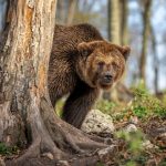 Regione Lombardia istituisce il 'Comitato di indirizzo grandi carnivori' per monitoraggio e prevenzione di eventuali danni dei predatori (in foro un orso bruno vicino a un albero).