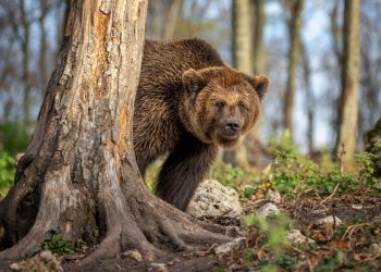 Regione Lombardia istituisce il 'Comitato di indirizzo grandi carnivori' per monitoraggio e prevenzione di eventuali danni dei predatori (in foro un orso bruno vicino a un albero).