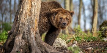 Regione Lombardia istituisce il 'Comitato di indirizzo grandi carnivori' per monitoraggio e prevenzione di eventuali danni dei predatori (in foro un orso bruno vicino a un albero).