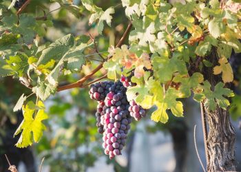 Lombardia, 2 milioni a recupero e conservazione biodiversità agricola
