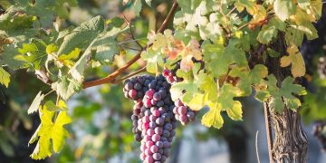 Lombardia, 2 milioni a recupero e conservazione biodiversità agricola