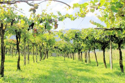 Anche i vigneti tra gli ambiti coinvolti dai progetti, con l'integrazione con i sistemi agriforestali