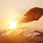 I dati sull'agricoltura lombarda 2025 parlano di una crescita del 9%