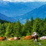 Aperto da Regione Lombardia il bando SRB01 per l'agricoltura di montagna