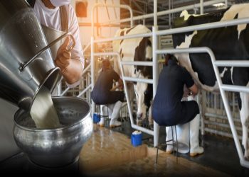 Latte, l'assessore Beduschi ha annunciato l'intenzione del ministro di convocare un Tavolo sul tema del prezo mentre si lavora alla difesa del reddito agricolo