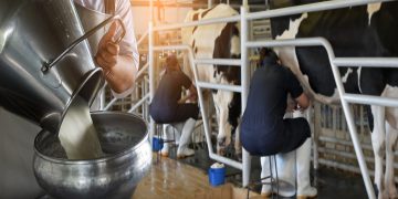 Latte, l'assessore Beduschi ha annunciato l'intenzione del ministro di convocare un Tavolo sul tema del prezo mentre si lavora alla difesa del reddito agricolo