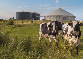La Lombardia sostiene l'equiparazione del digestato a fertilizzante. Lo afferma l'assessore all'Agreicoltura, Alessandro Beduschi