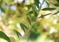 In Lombardia rinnovata la misura fitosanitaria a protezione delle piante degli oliveti da organismi nocivi