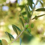 In Lombardia rinnovata la misura fitosanitaria a protezione delle piante degli oliveti da organismi nocivi