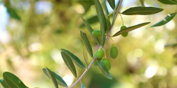 In Lombardia rinnovata la misura fitosanitaria a protezione delle piante degli oliveti da organismi nocivi
