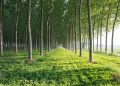 Pioppicoltura, con la misura SRD10, e le sue due sottomisure, da Regione Lombardia finanziamenti alle imprese agricole del settore