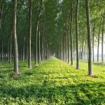 Pioppicoltura, con la misura SRD10, e le sue due sottomisure, da Regione Lombardia finanziamenti alle imprese agricole del settore