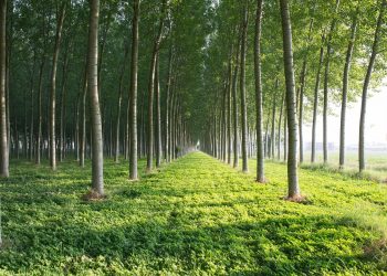 Pioppicoltura, con la misura SRD10, e le sue due sottomisure, da Regione Lombardia finanziamenti alle imprese agricole del settore