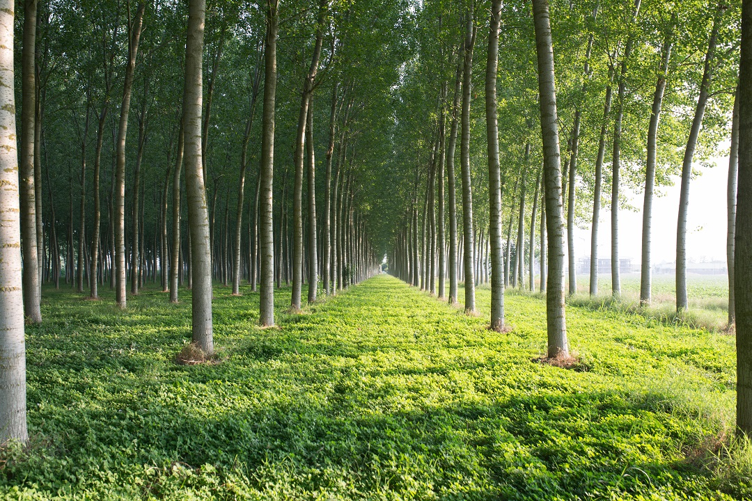 Pioppicoltura, con la misura SRD10, e le sue due sottomisure, da Regione Lombardia finanziamenti alle imprese agricole del settore
