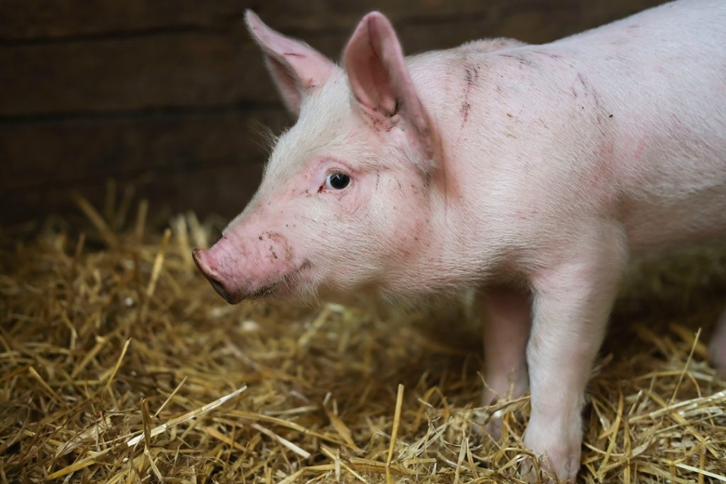 Declassate in Lombardia, per decisione della Commissione europea, le Zone di Restrizione per la Peste Suina Africana