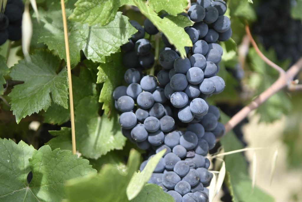 Uva, i conferimenti alla cantina Terre d'Oltrepò sono inferiori alle attese