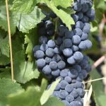 Uva, i conferimenti alla cantina Terre d'Oltrepò sono inferiori alle attese