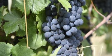 Uva, i conferimenti alla cantina Terre d'Oltrepò sono inferiori alle attese