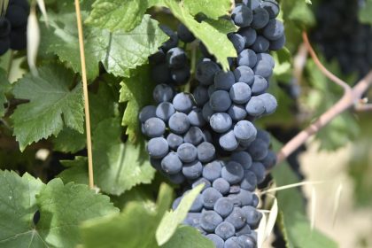 Uva, i conferimenti alla cantina Terre d'Oltrepò sono inferiori alle attese