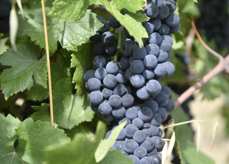 Uva, i conferimenti alla cantina Terre d'Oltrepò sono inferiori alle attese